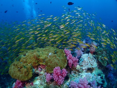 Best Spots for Diving in Phuket - Experience Unique Phuket